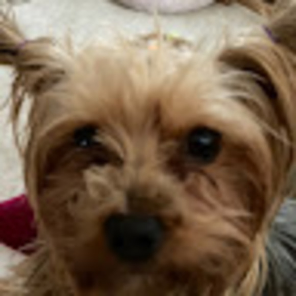 Meet your Posher, Ruby - Picture 1 of 1